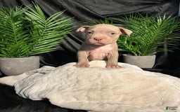 American Bully dogs for sale: Smurf - Image 2