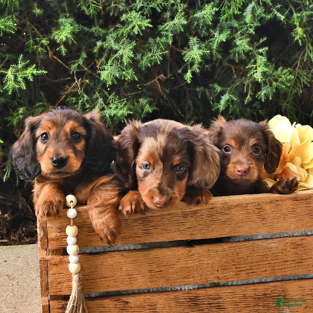 Miniature Dachshund dogs for sale: Dick - Image 7