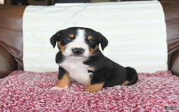 Greater Swiss Mountain Dog dogs for sale: Forest - Image 10