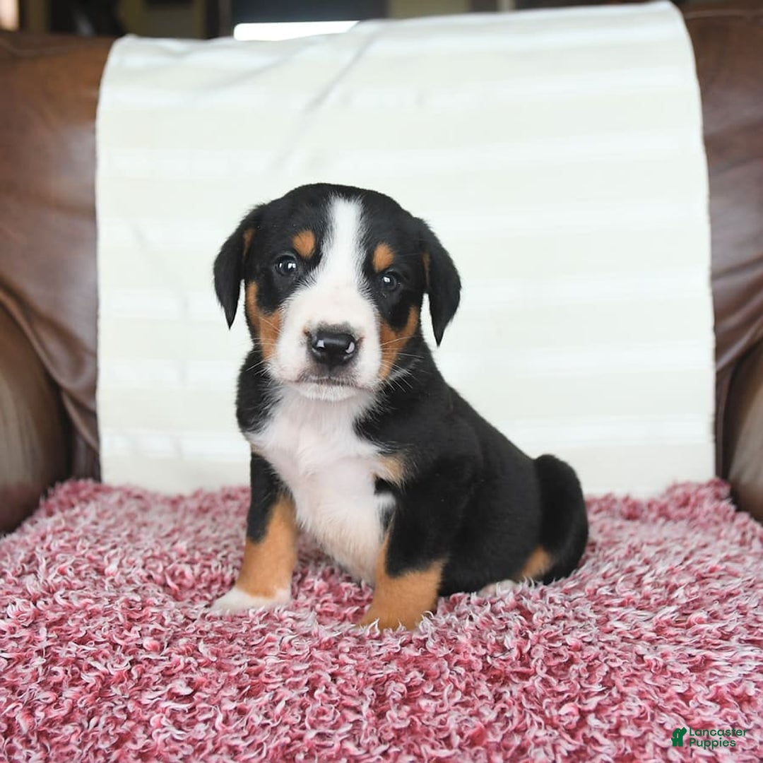 Greater Swiss Mountain Dog dogs for sale: Forest - Image 10
