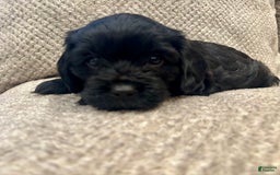 Cavapoo dogs for sale: Smokey - Image 6