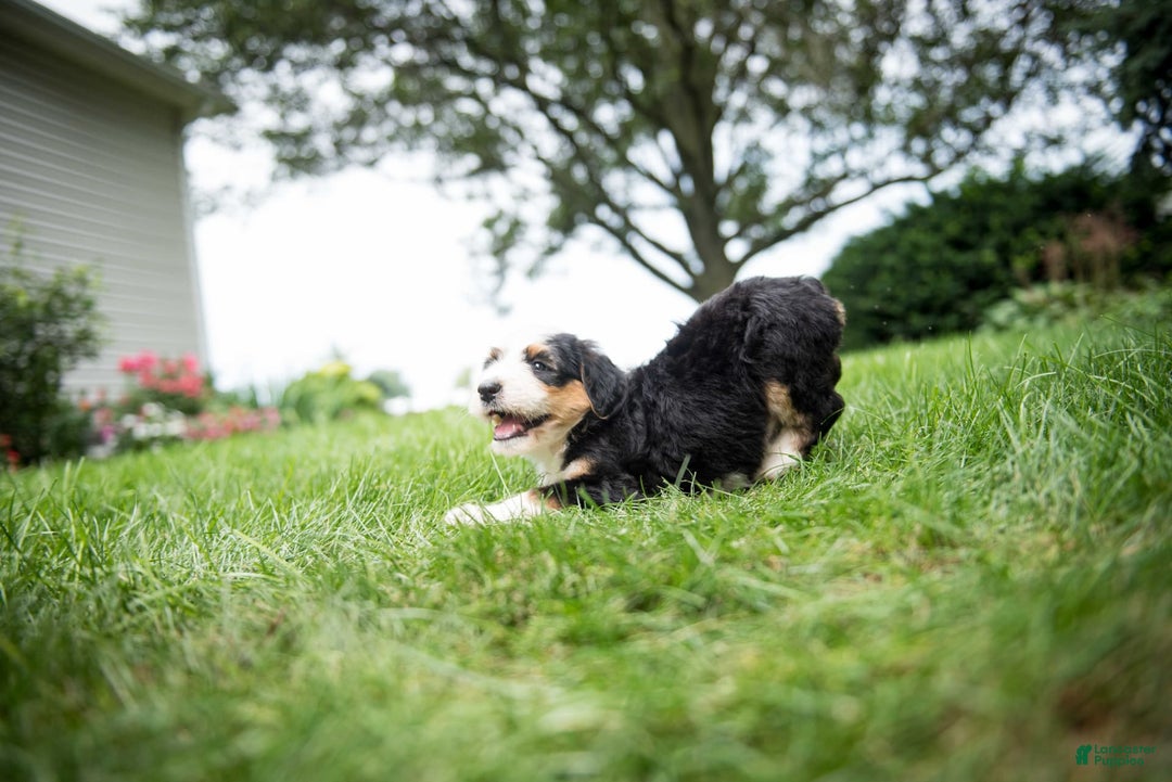 Bernedoodle dogs for sale: Bessie - Image 4