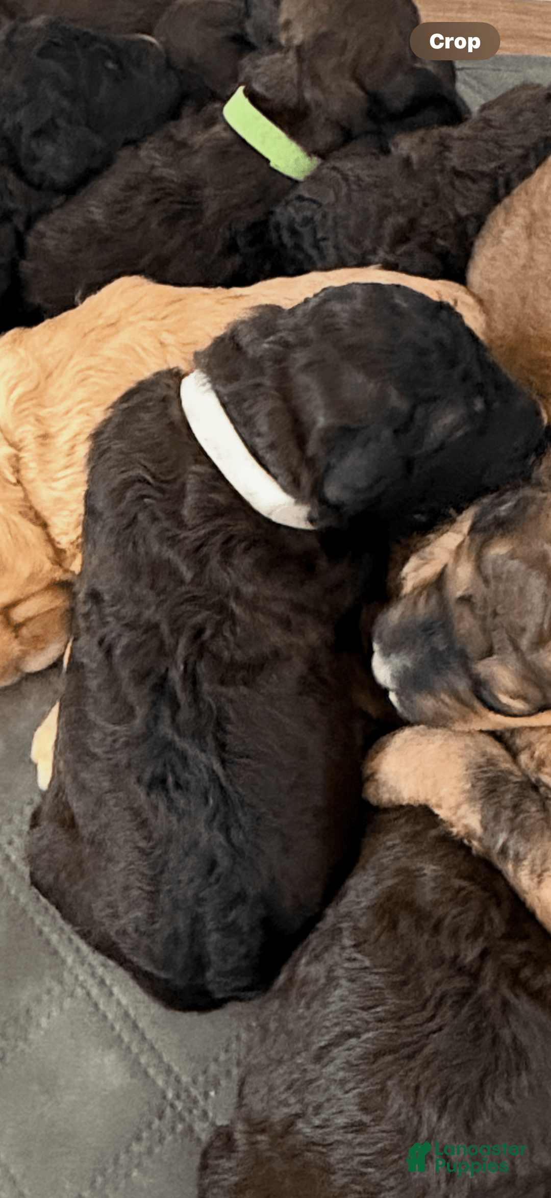 Bernedoodle dogs for sale: White Collar Boy - Image 2