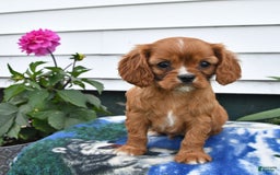 Cavalier King Charles Spaniel dogs for sale: Felix - Image 2