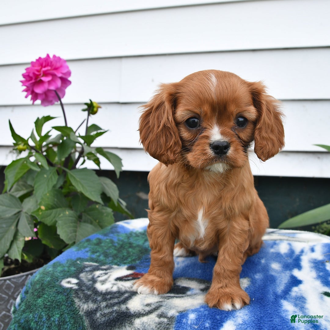 Cavalier King Charles Spaniel dogs for sale: Felix - Image 2