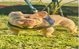 French Bulldog dogs for sale: Bentley - Image 4