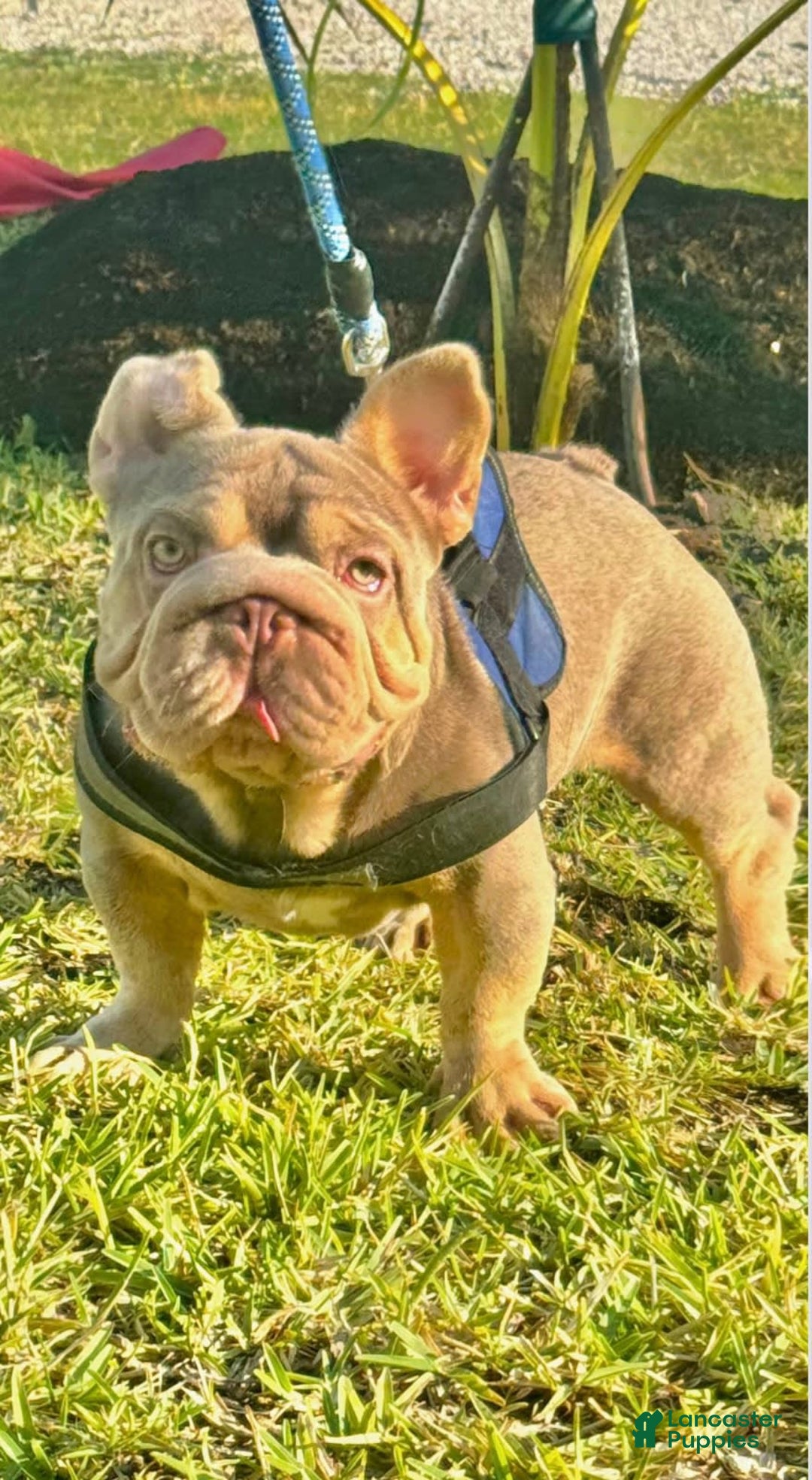French Bulldog dogs for sale: Bentley - Image 4
