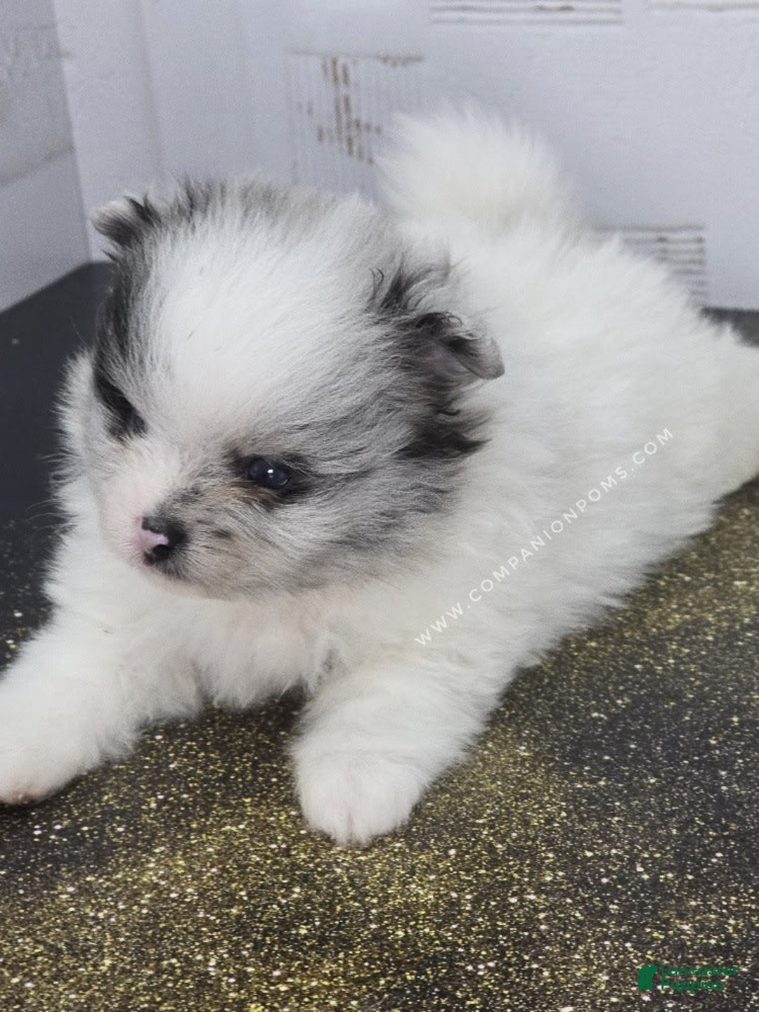 Pomeranian dogs for sale: Blue Eye - Blue Merle - Extreme Parti - Listing for pets: Blue Eye - Blue Merle - Extreme Parti - Image 6
