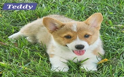 Welsh Corgi Pembroke dogs for sale: Teddy - Image 2