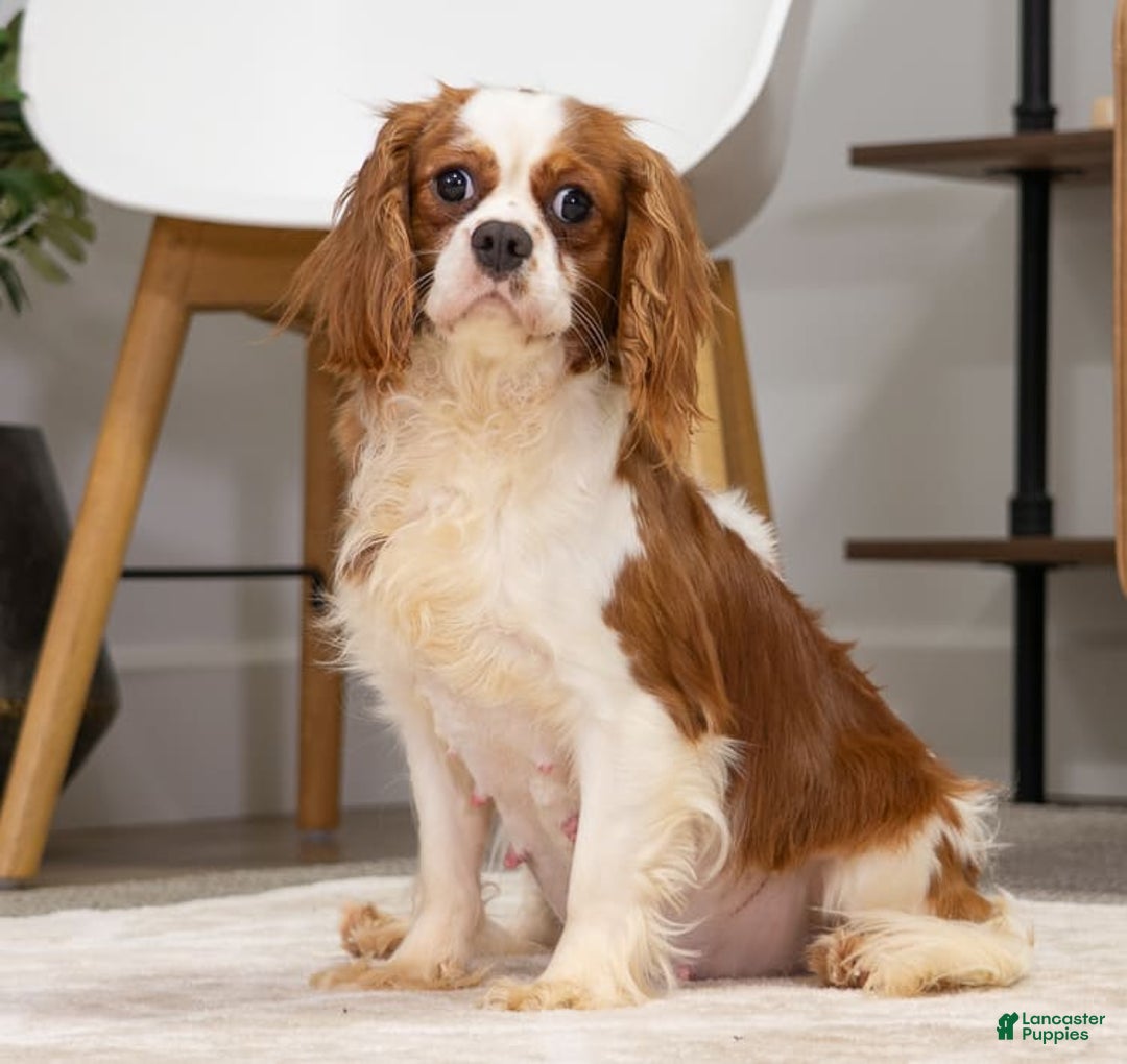 Cavapoo dogs for sale: Natalie - Image 13