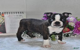 Boston Terrier dogs for sale: Harley - Image 5