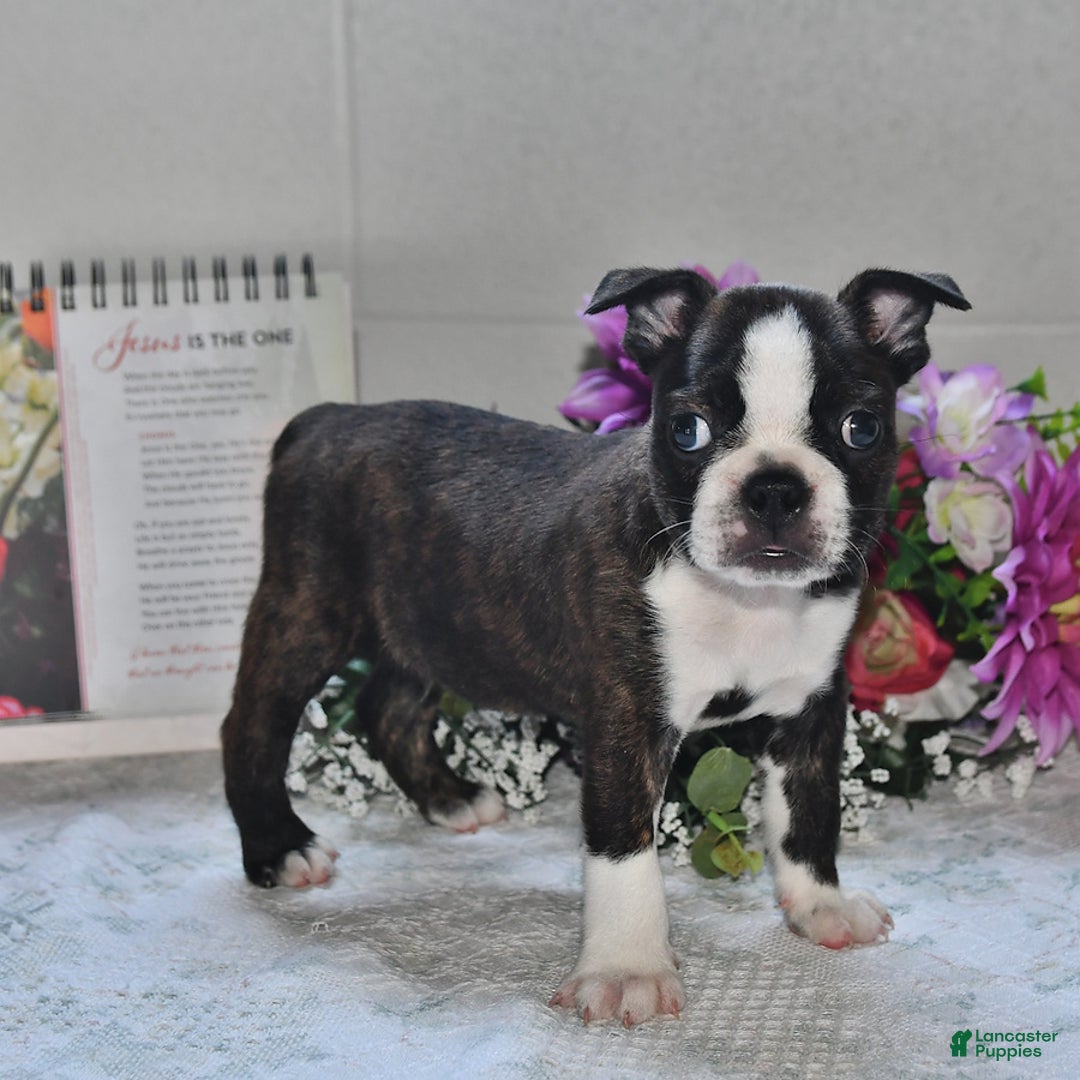 Boston Terrier dogs for sale: Harley - Image 5