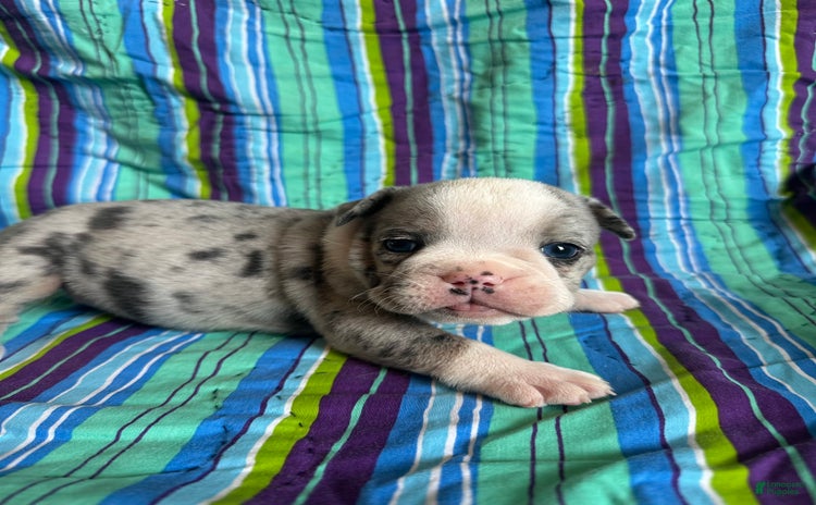 English Bulldog dogs for sale - Ad 3