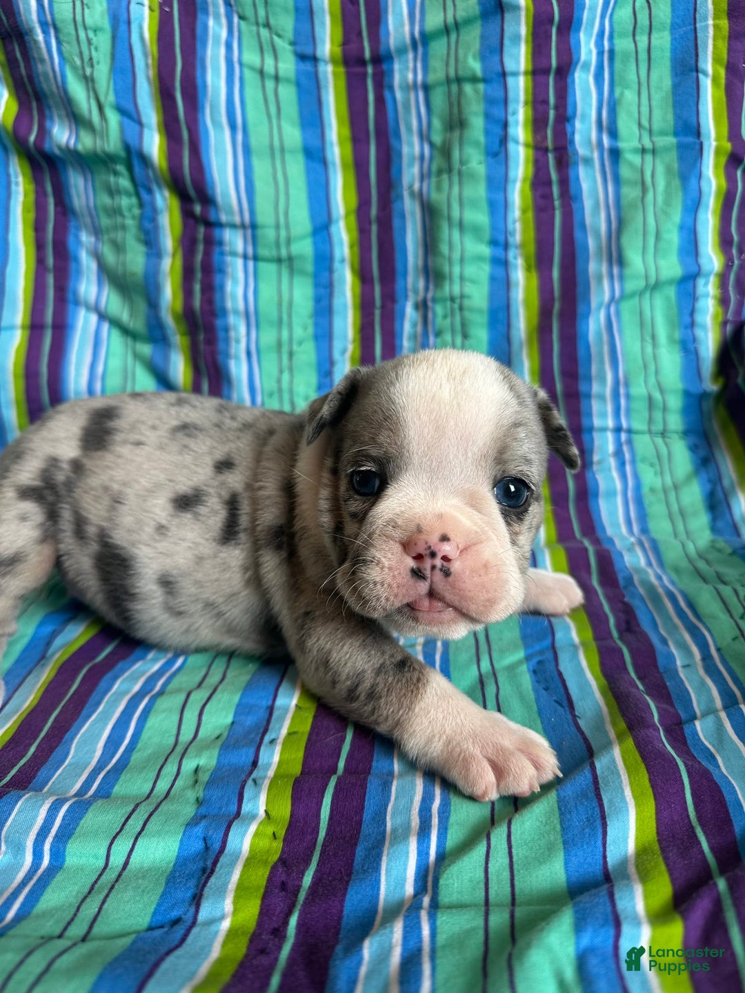 English Bulldog dogs for sale: Lucy - Image 1