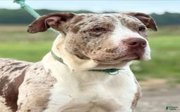 American Bully dogs for sale: Donnie Jay - Image 4