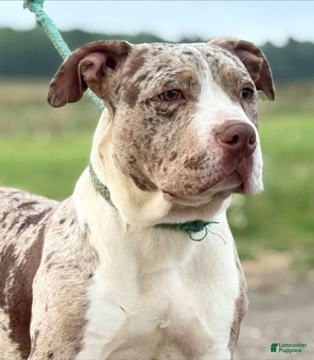 American Bully dogs for sale: Donnie Jay - Image 4