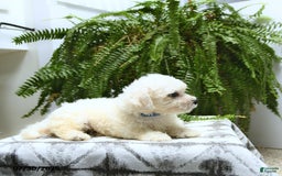 Bichon Frise dogs for sale: Zeke - Image 3