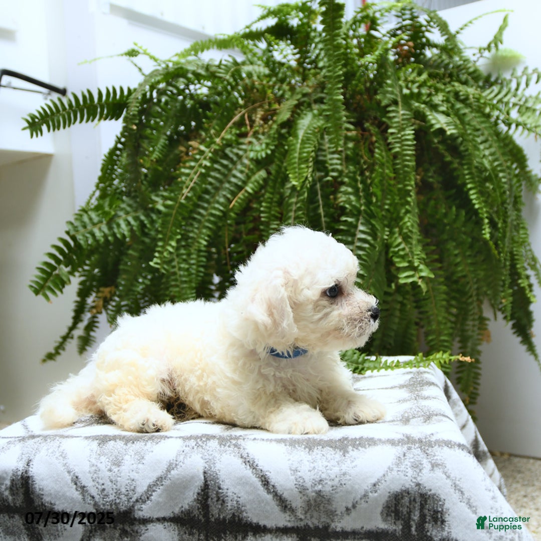 Bichon Frise dogs for sale: Zeke - Image 3