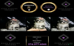 Maltipoo dogs for sale: Precious - Image 9