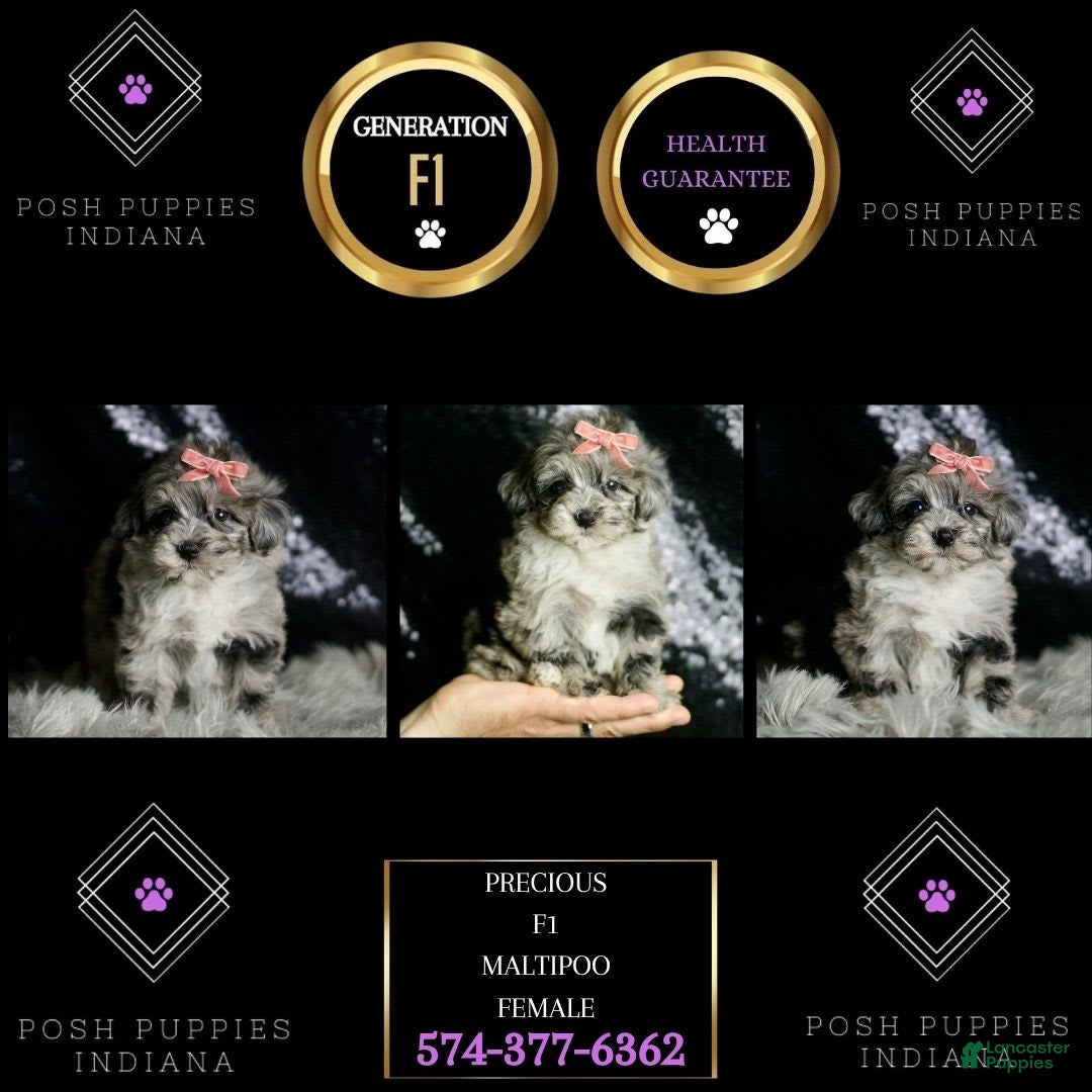 Maltipoo dogs for sale: Precious - Image 9