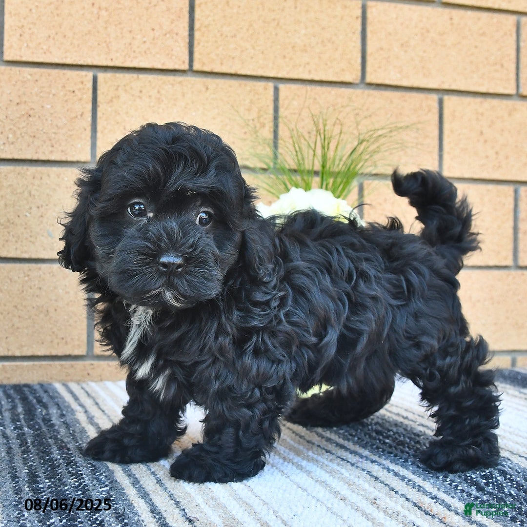 Shihpoo dogs for sale: Willie - Image 1