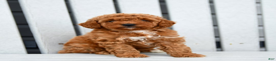 Pretzel