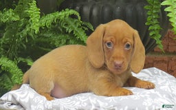 Miniature Dachshund dogs for sale: Tabitha - Image 2