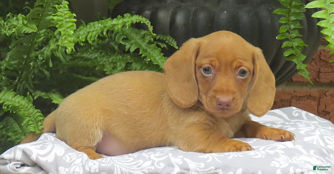 Miniature Dachshund dogs for sale: Tabitha - Image 2