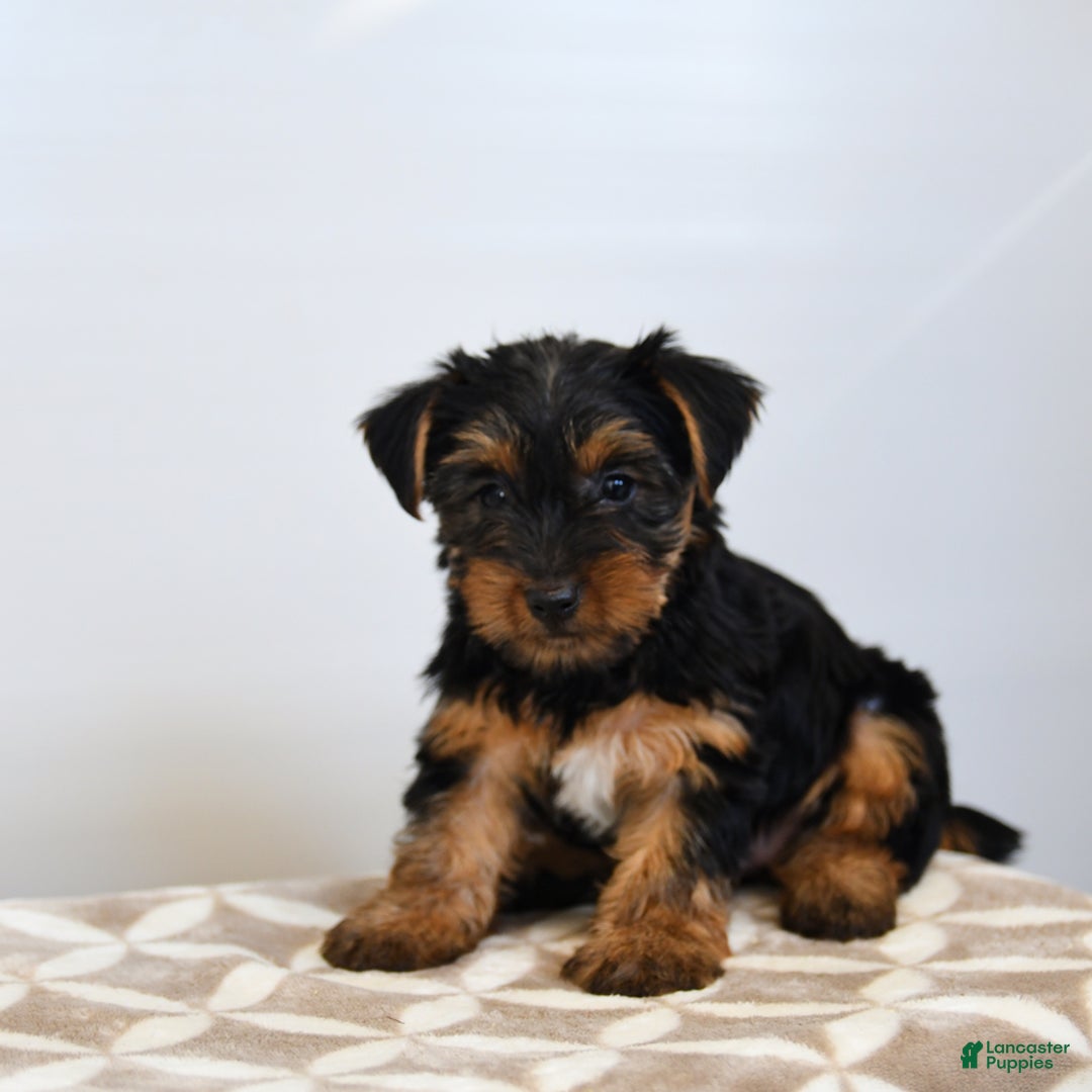 Yorkshire Terrier dogs for sale: Klara - Image 4