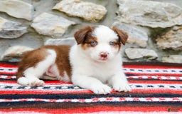Australian Shepherd dogs for sale: River - Image 1