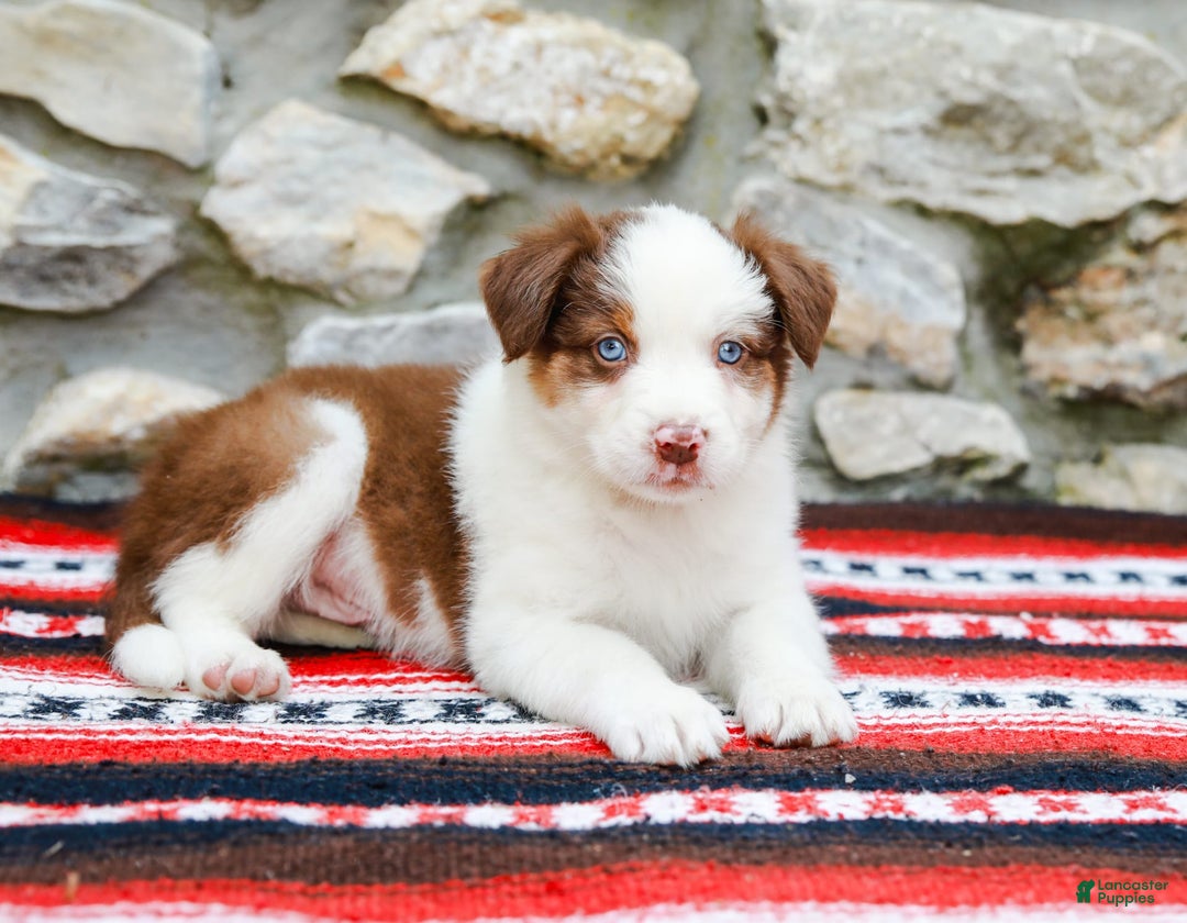 Australian Shepherd dogs for sale: River - Image 1