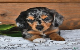 Miniature Dachshund dogs for sale: Dixie - Image 3