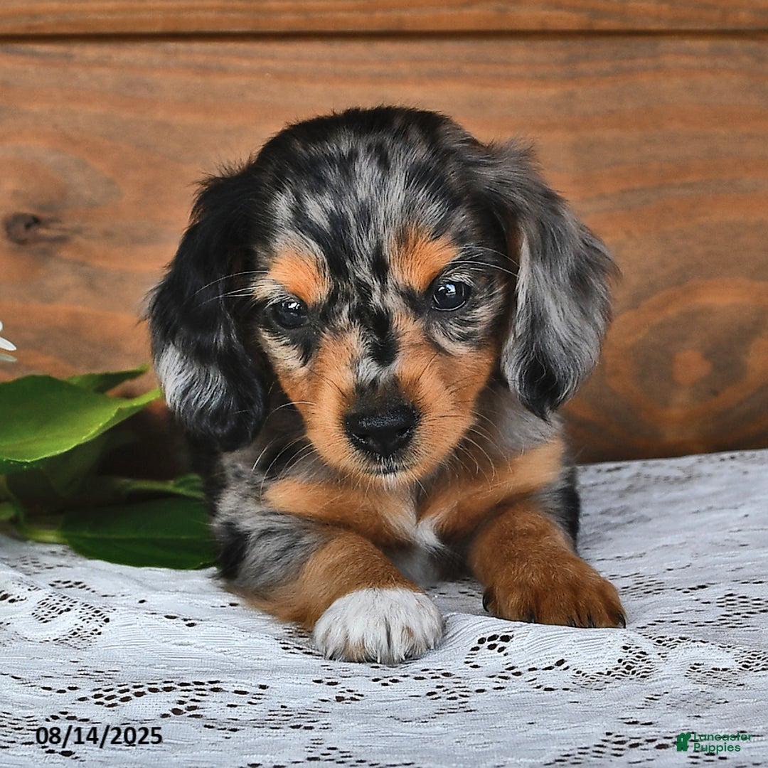 Miniature Dachshund dogs for sale: Dixie - Image 3