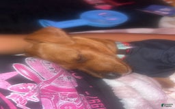 Dachshund dogs for sale: Not Named - Image 2