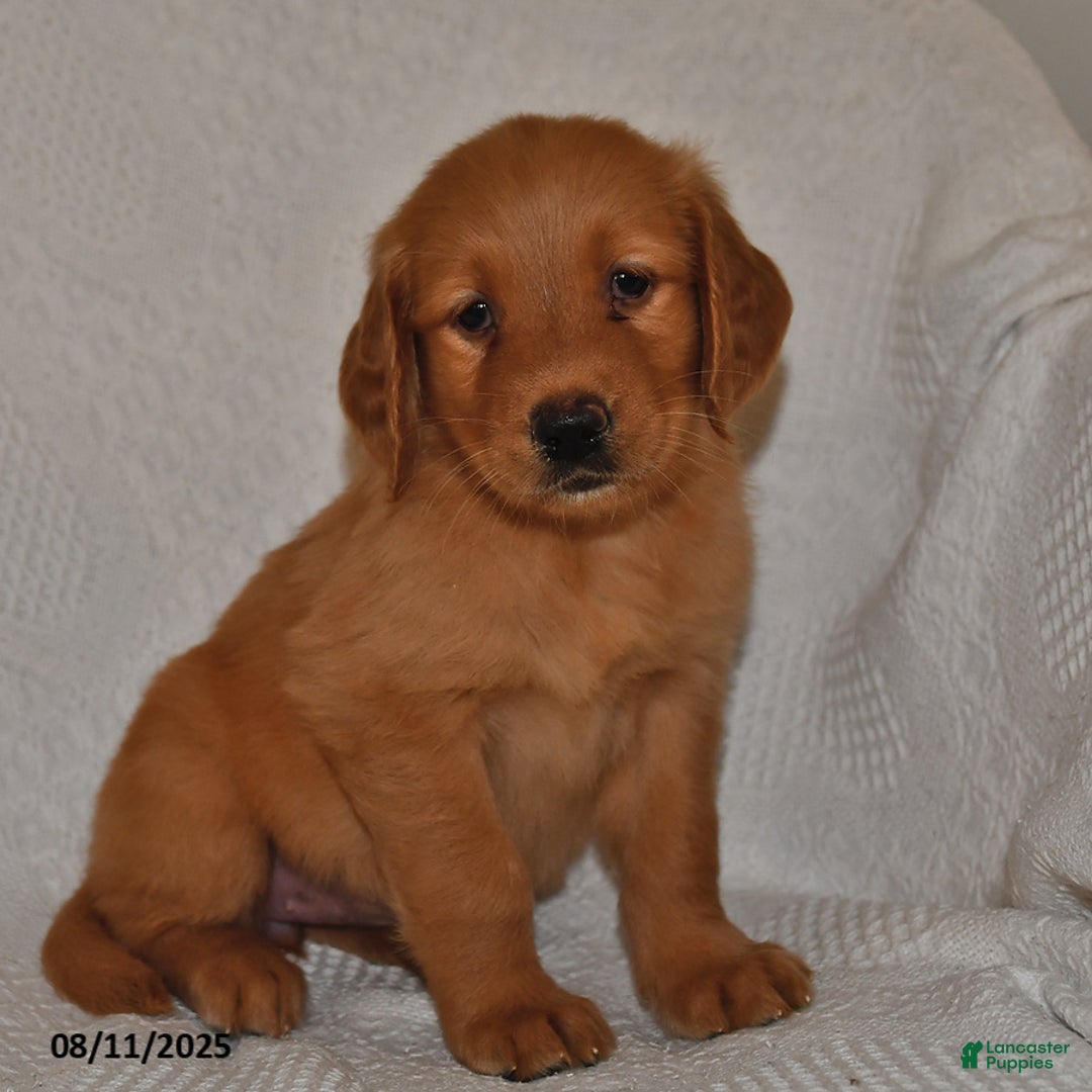 Golden Retriever dogs for sale: Golden Retriever 11 puppies - Image 10