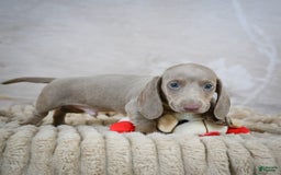 Miniature Dachshund dogs for sale: Dash - Image 3