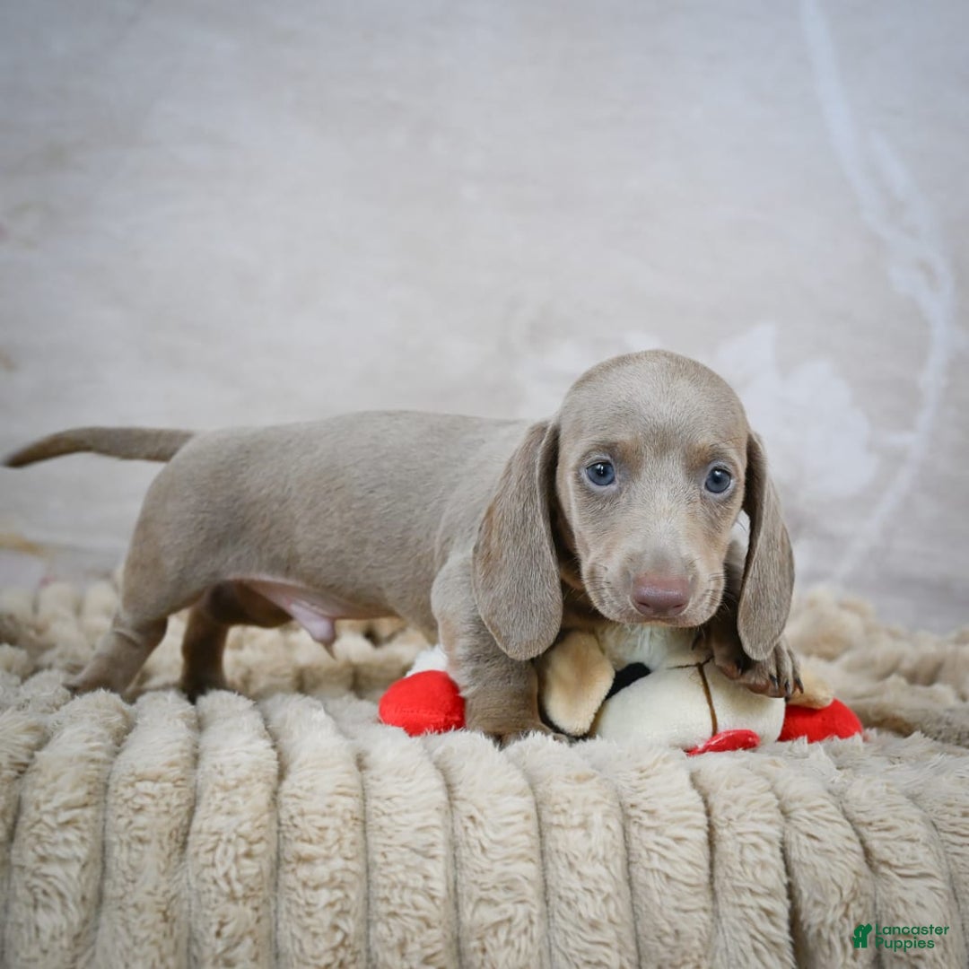 Miniature Dachshund dogs for sale: Dash - Image 3