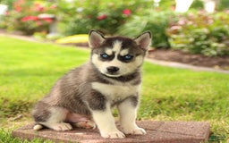 Gerberian Shepsky dogs for sale: Trax - Image 1