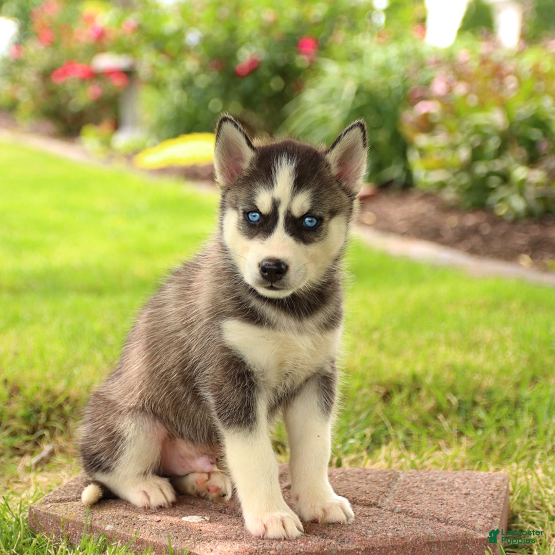 Gerberian Shepsky dogs for sale: Trax - Image 1