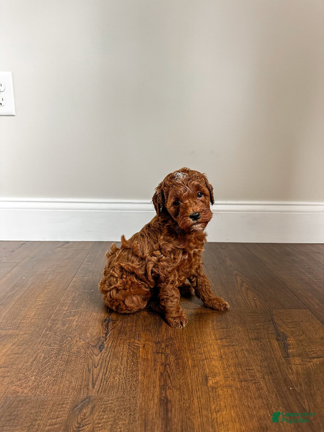 Mini Goldendoodle dogs for sale: Rosco - Image 6