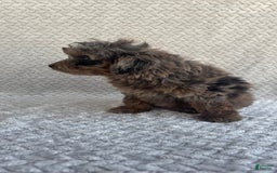 Mini Aussiedoodle dogs for sale: Holly - Image 9