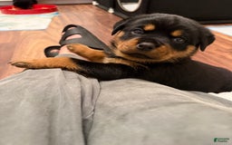 Rottweiler dogs for sale: Big Momma - Image 5