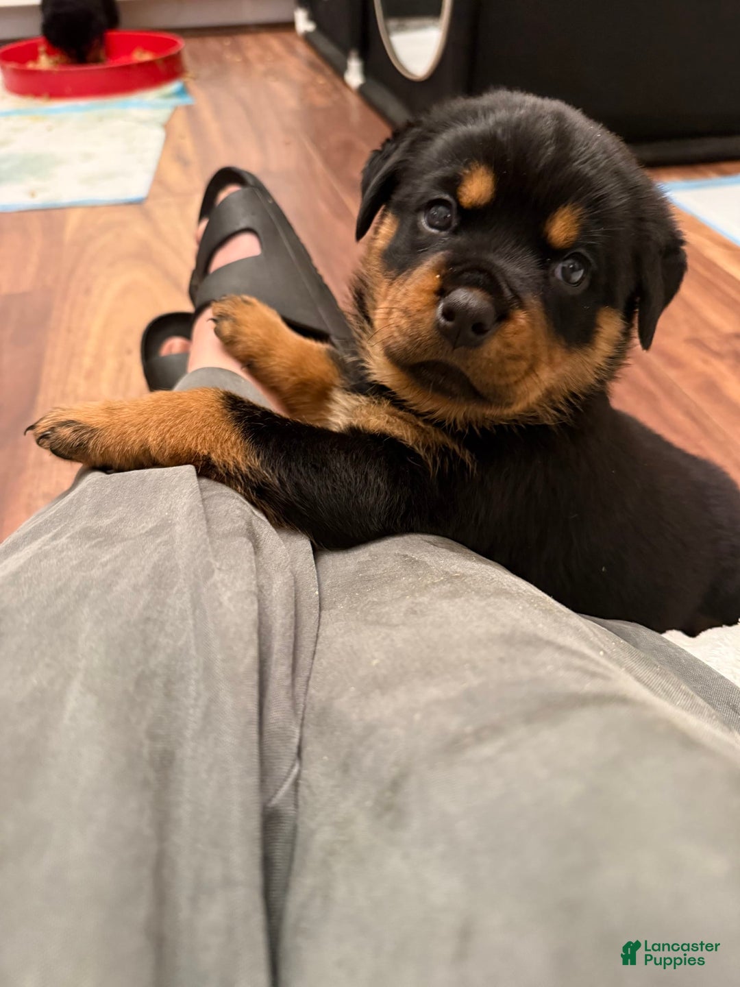 Rottweiler dogs for sale: Big Momma - Image 5