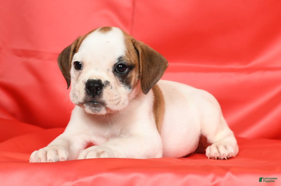 Beabull dogs for sale: Katie - Image 1