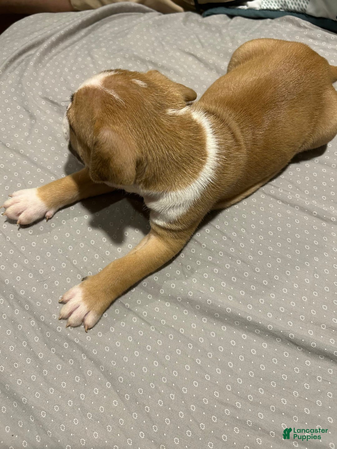 Mountain Cur dogs for sale: Moose - Image 2