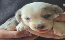 Miniature Australian Shepherd dogs for sale: Landon - Image 2