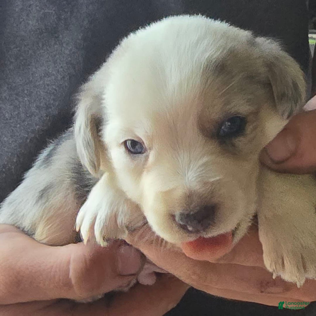 Miniature Australian Shepherd dogs for sale: Landon - Image 2