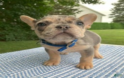 French Bulldog dogs for sale: Nelly - Image 6