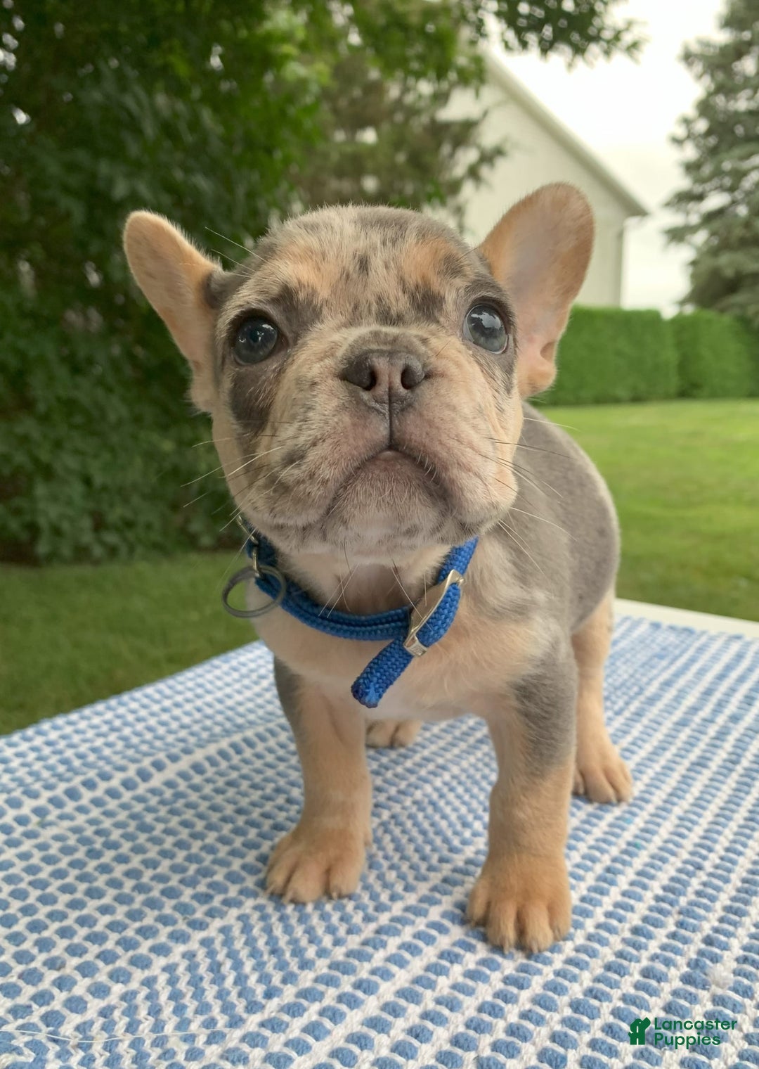 French Bulldog dogs for sale: Nelly - Image 6