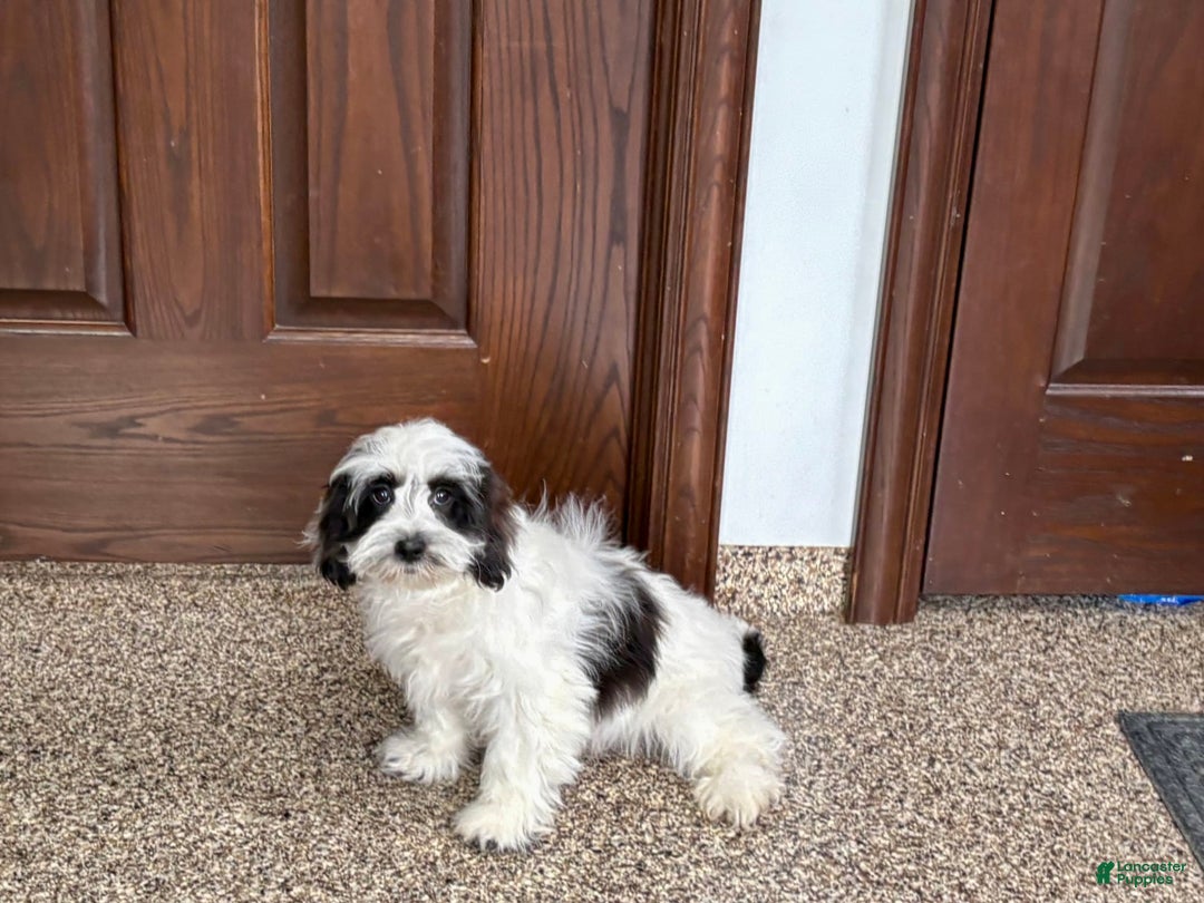 Havanese dogs for sale: Katie - Image 8